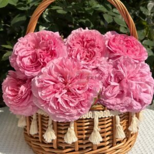 Huaju Rose丨Flower Gardens