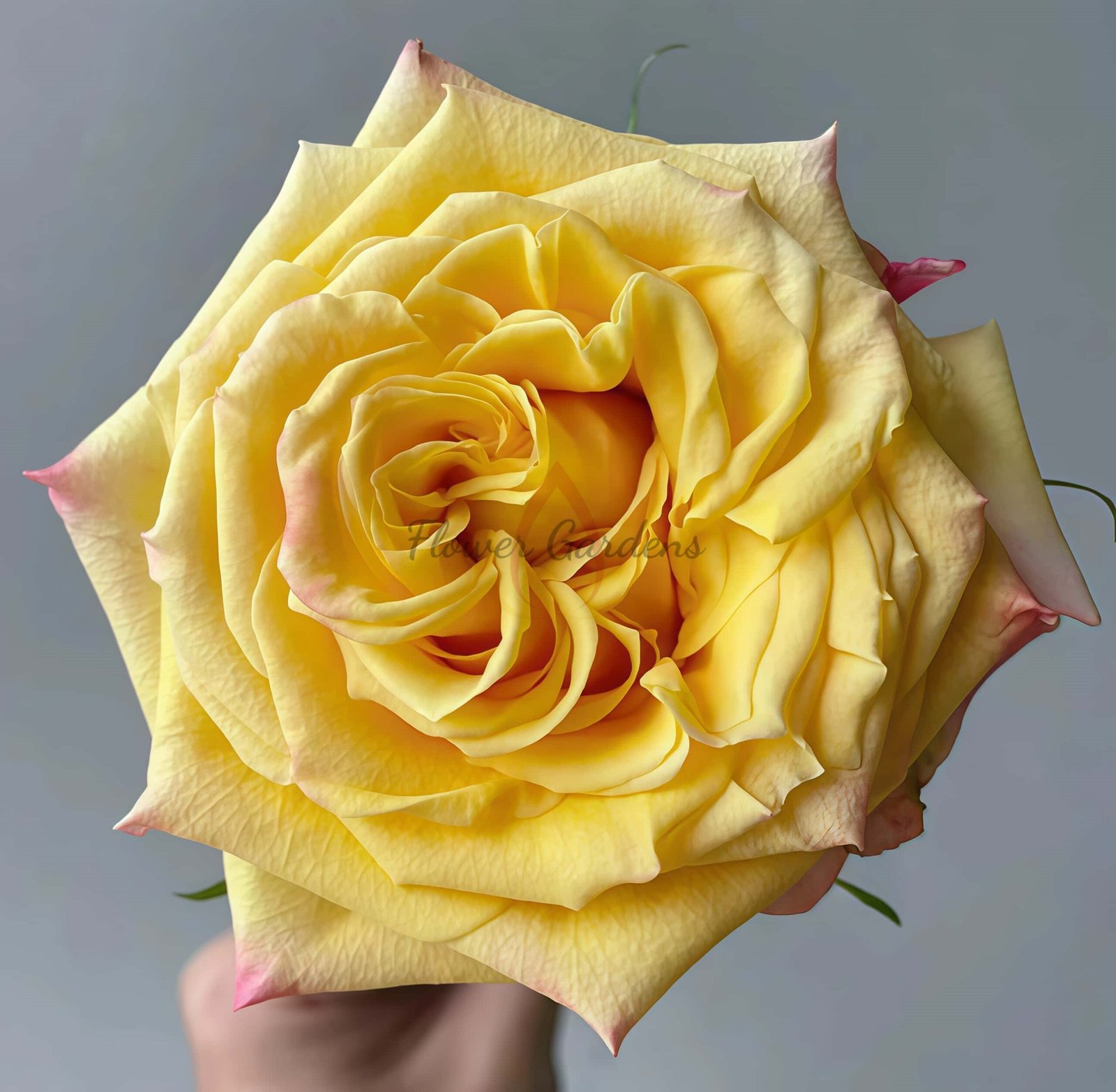 Huangjinmailang Rose plant丨Flower Gardens