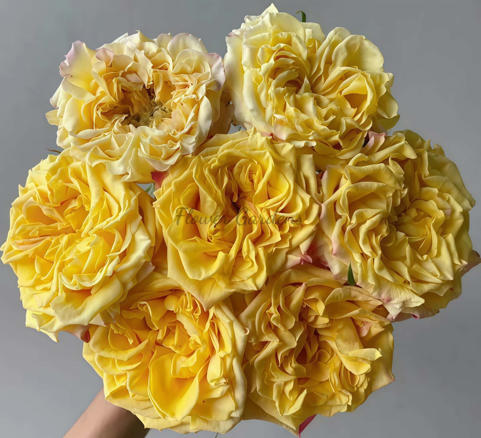 Huangjinmailang Rose丨Flower Gardens