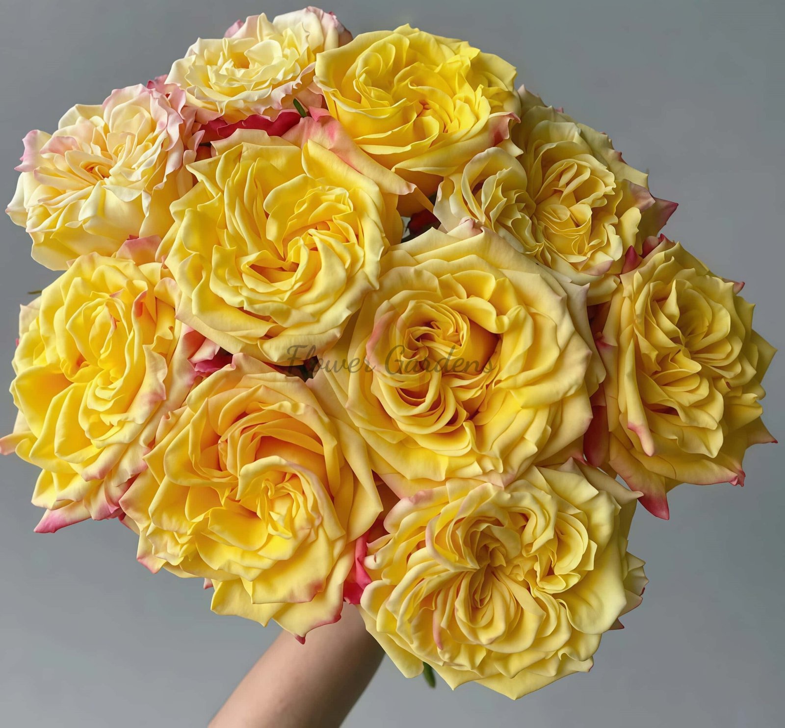 Huangjinmailang Rose for sale丨Flower Gardens