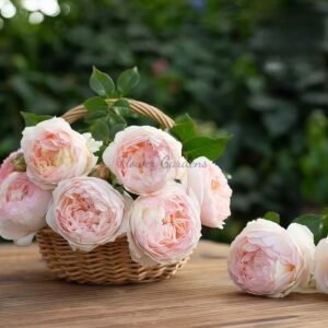 Hui Chun Rose for sale丨Flower Gardens