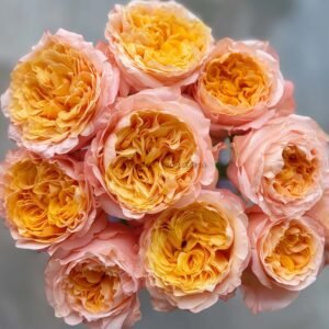 IMAGINE+ Rose丨Flower Gardens