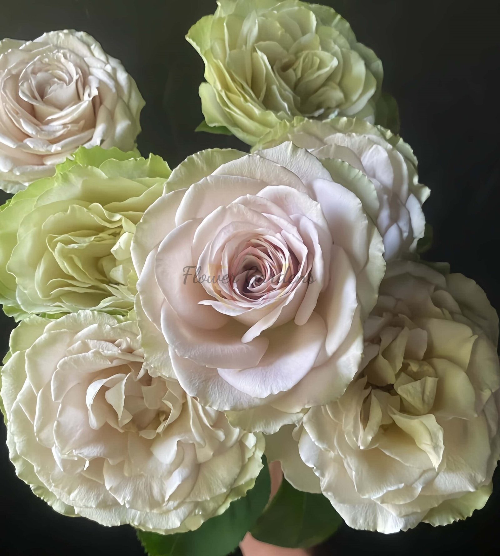 In My Place Rose丨Flower Gardens