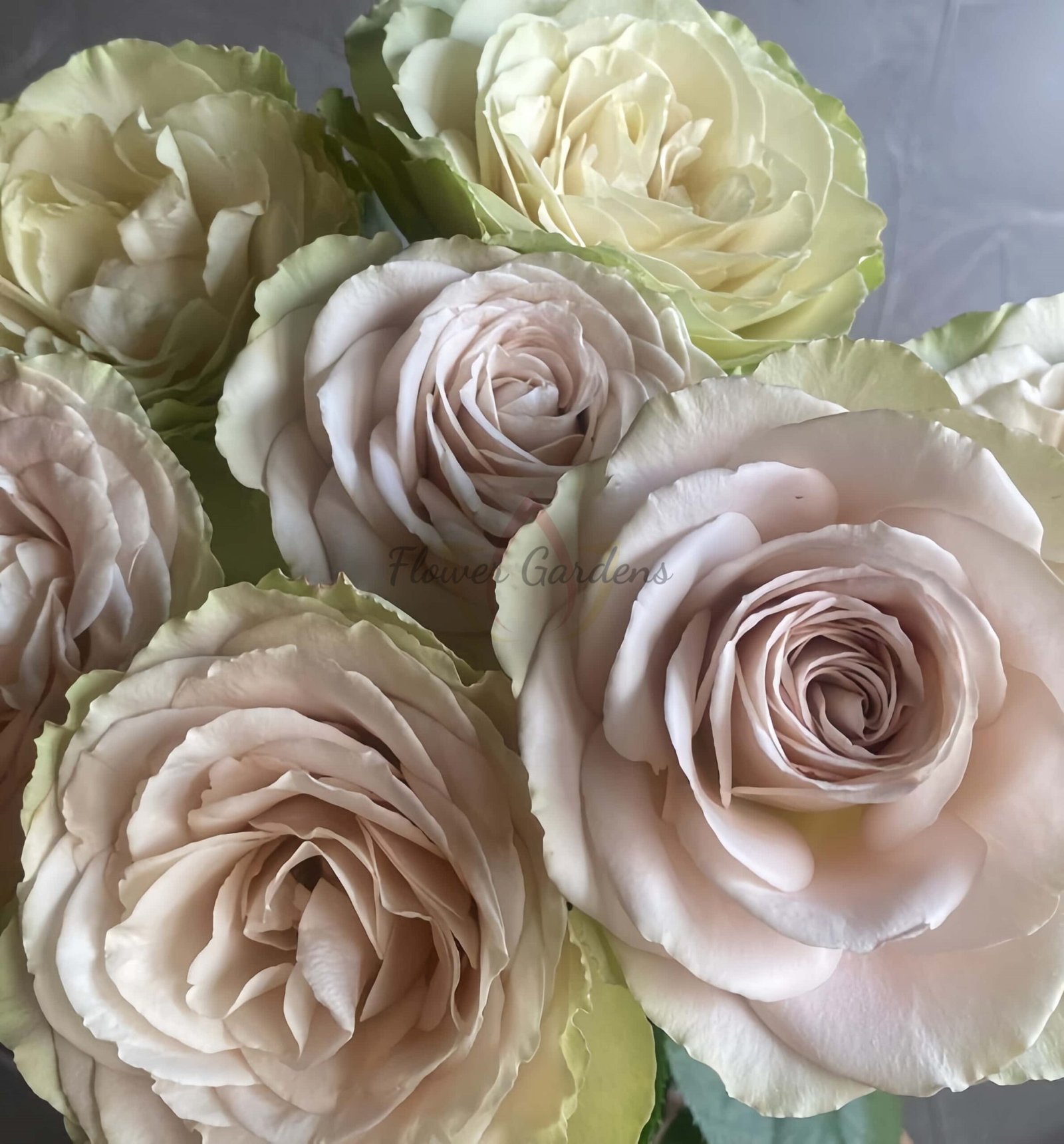 In My Place Rose for sale丨Flower Gardens