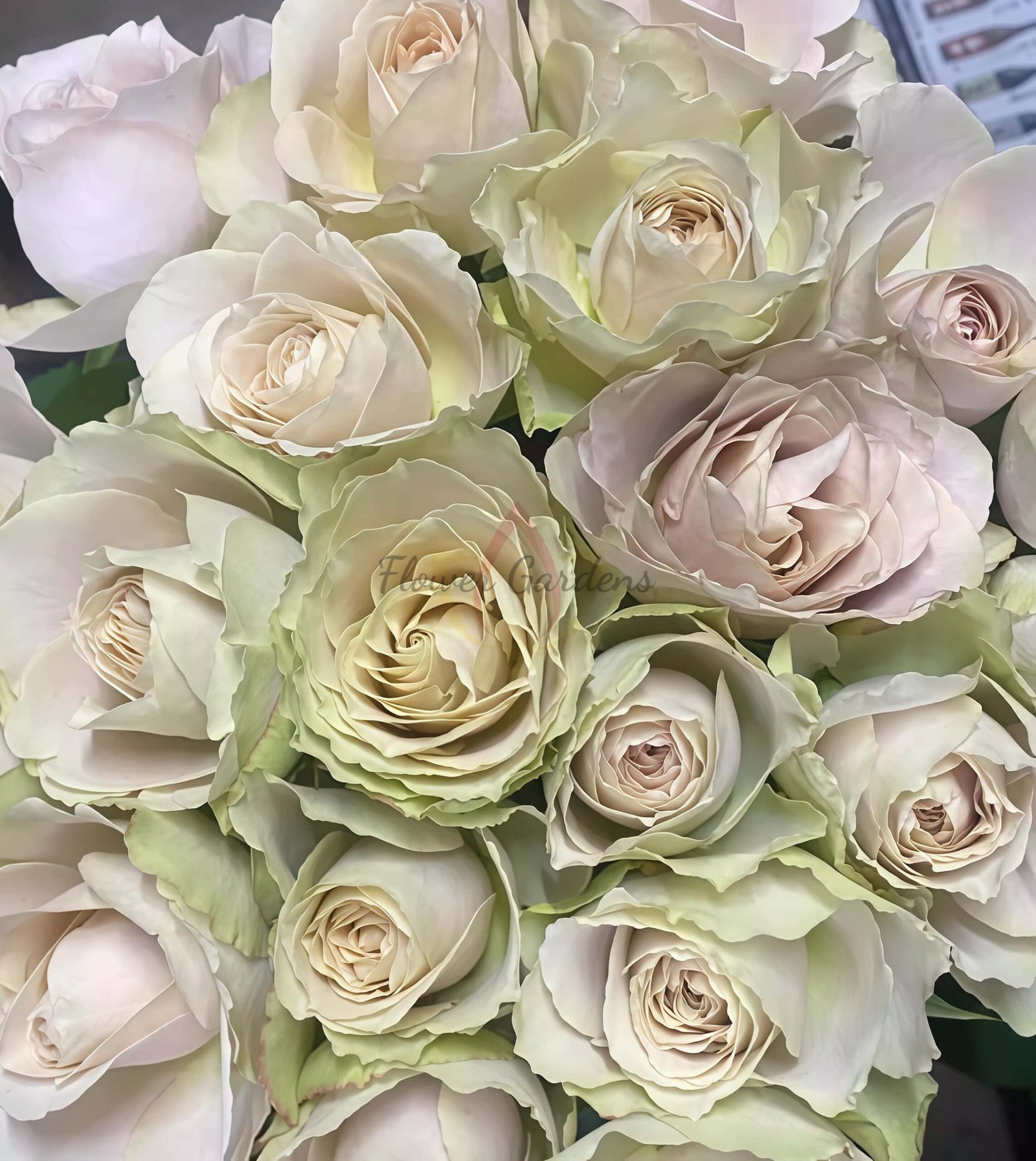 In My Place Rose丨Flower Gardens