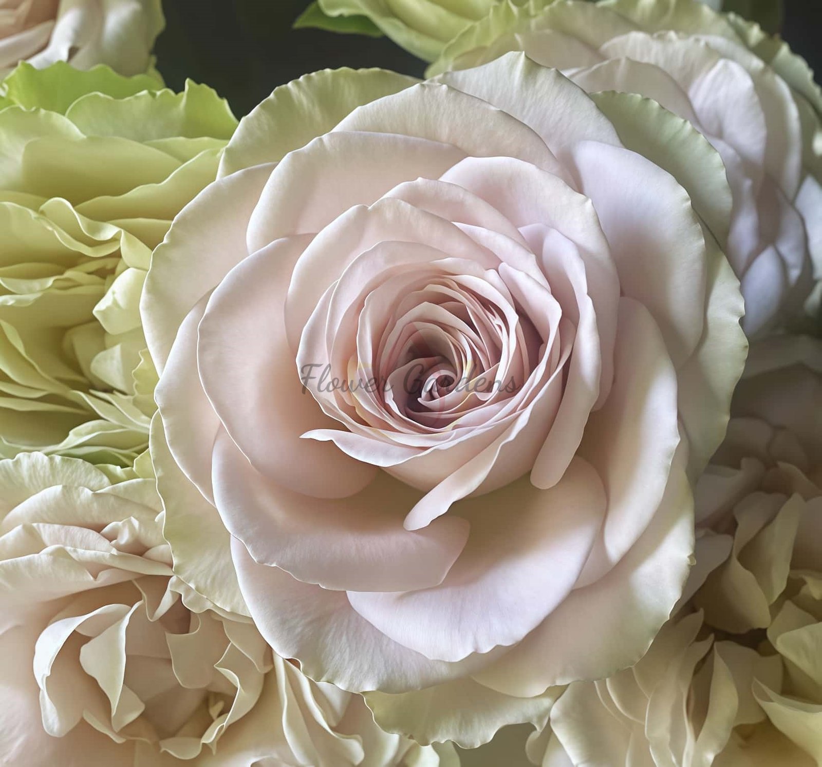 In My Place Rose plant丨Flower Gardens