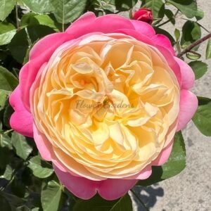 Japanese Mon Amour Rose丨Flower Gardens