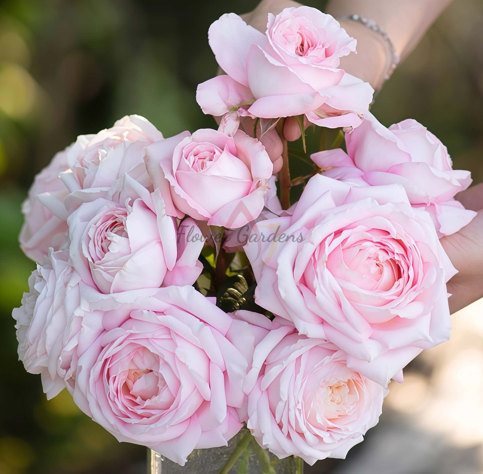 Jinfen shijia Rose for sale丨Flower Gardens