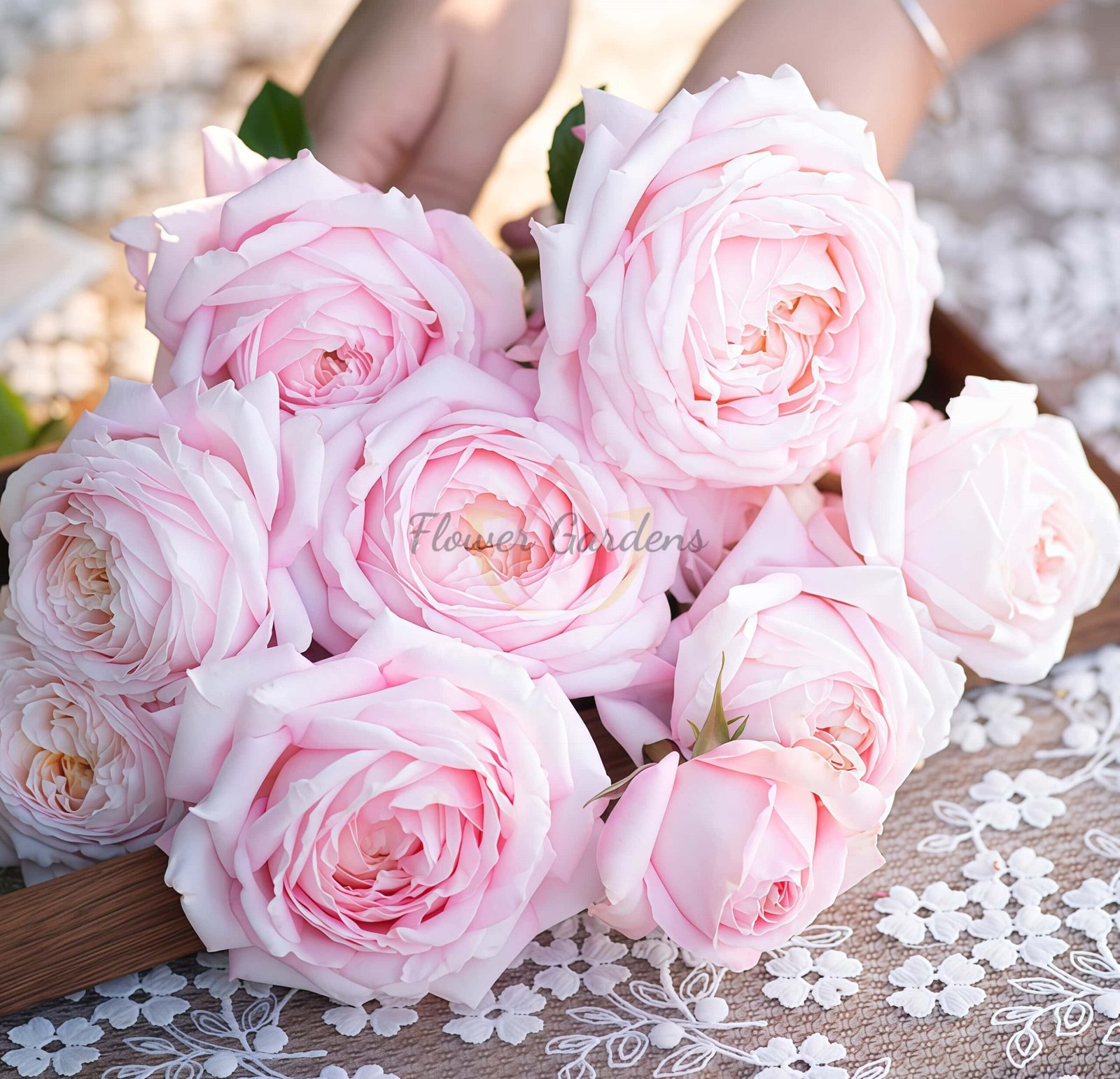 Jinfen shijia Rose丨Flower Gardens