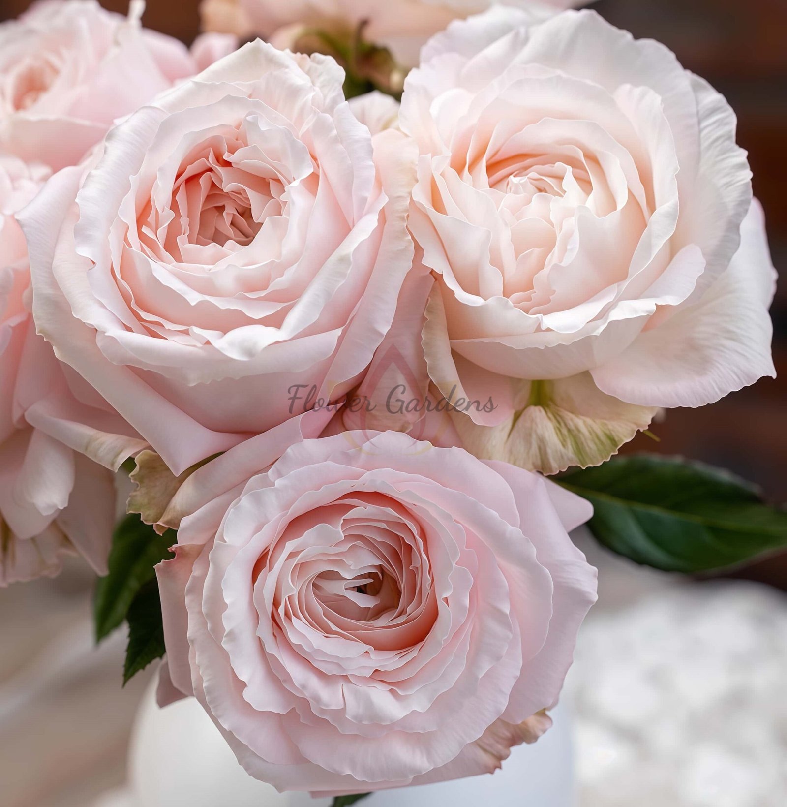 Jinfen shijia Rose plant丨Flower Gardens