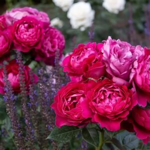 Jingle Bells Rose丨Flower Gardens