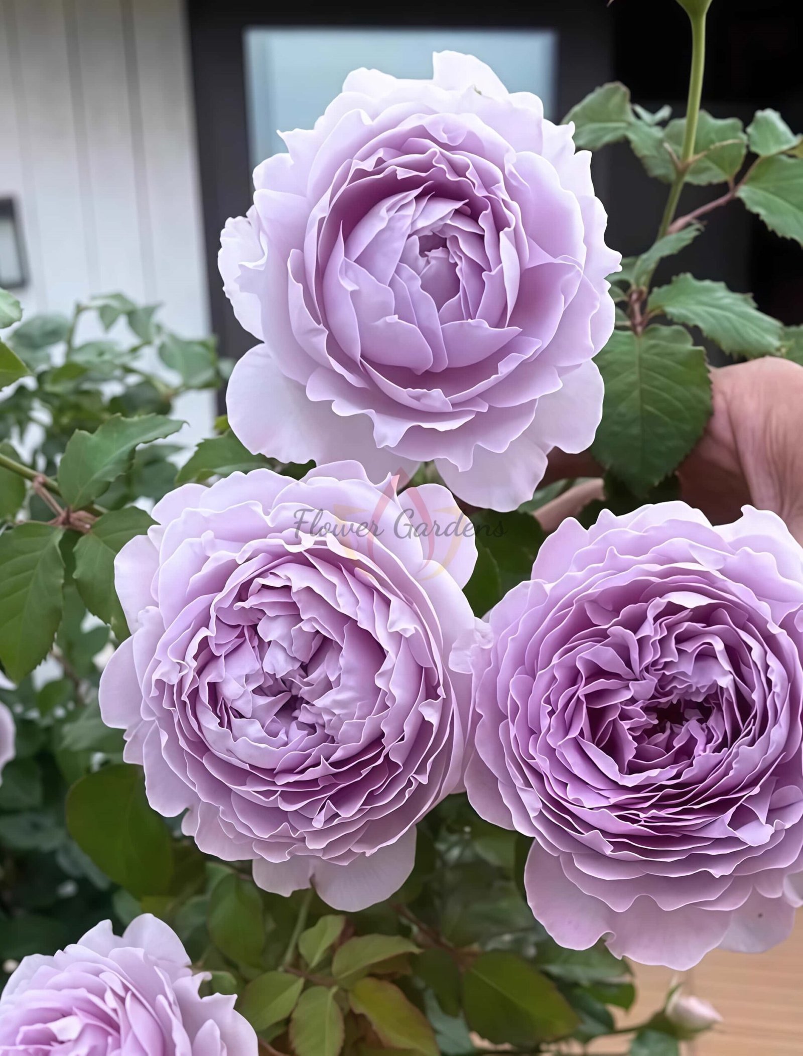 Jise Rose丨Flower Gardens