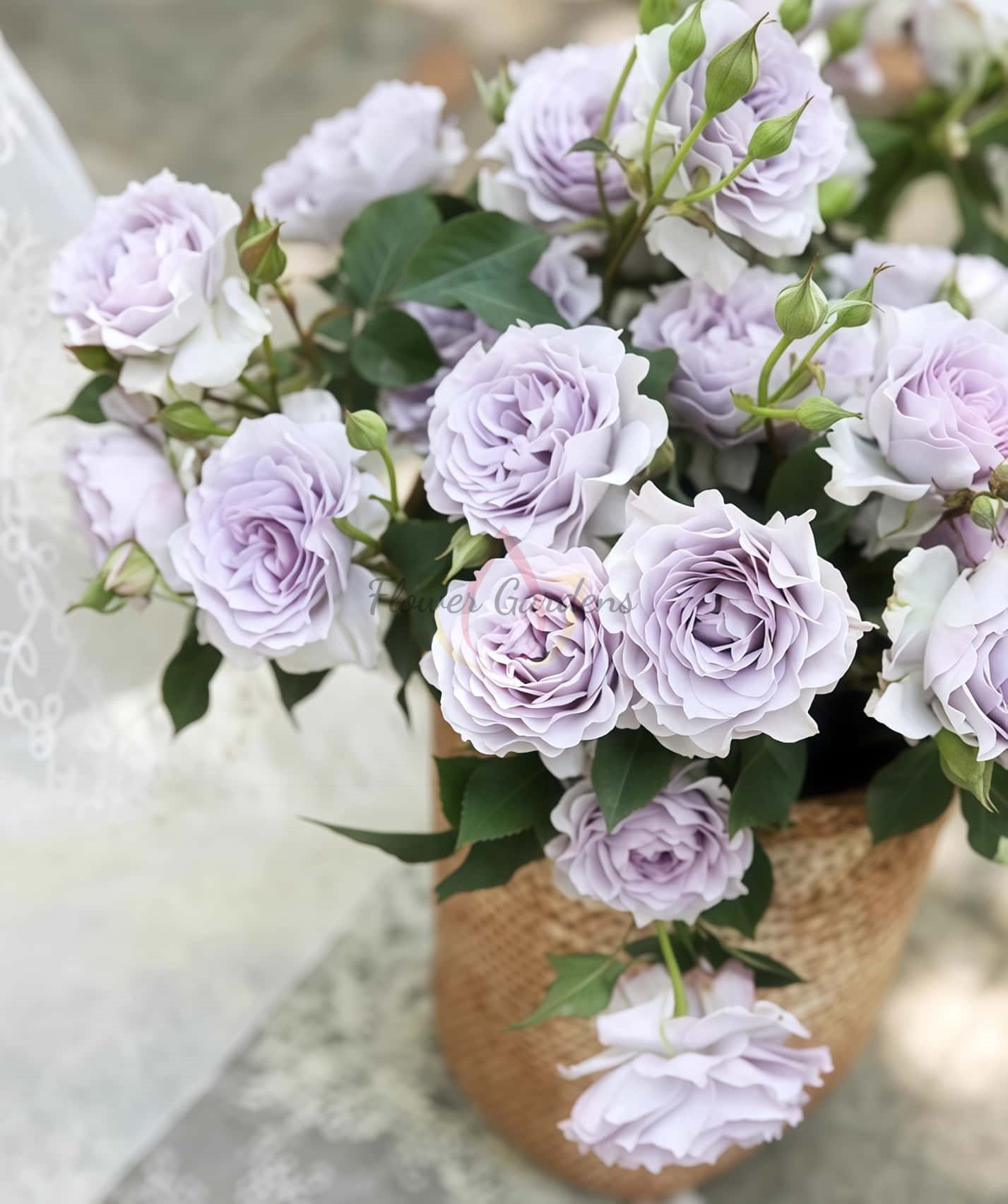 Jise Rose for sale丨Flower Gardens