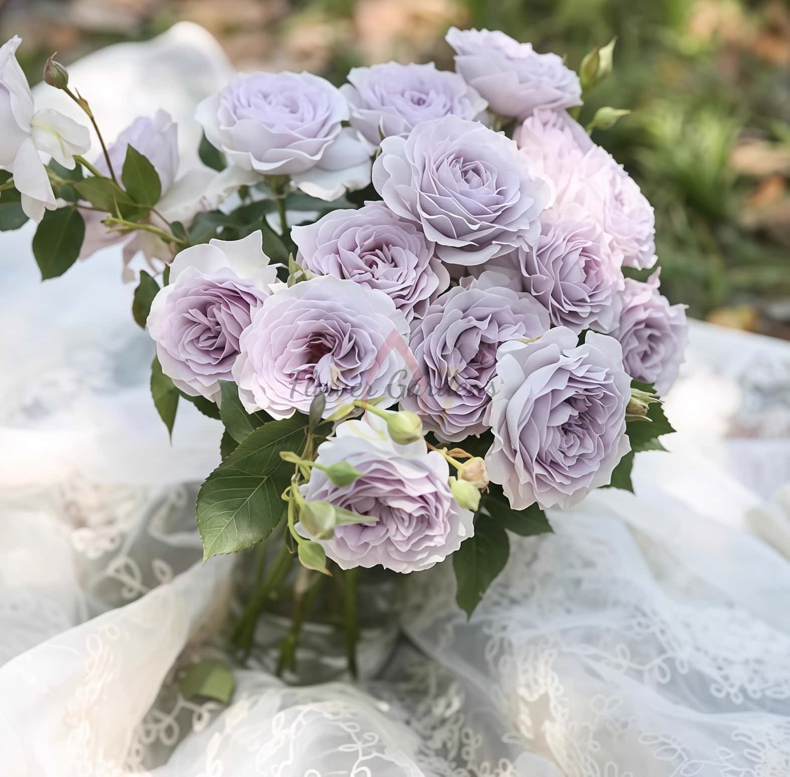 Jise Rose丨Flower Gardens