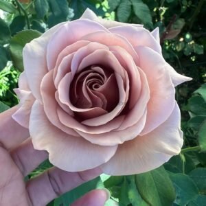 Koko Loko Rose丨Flower Gardens