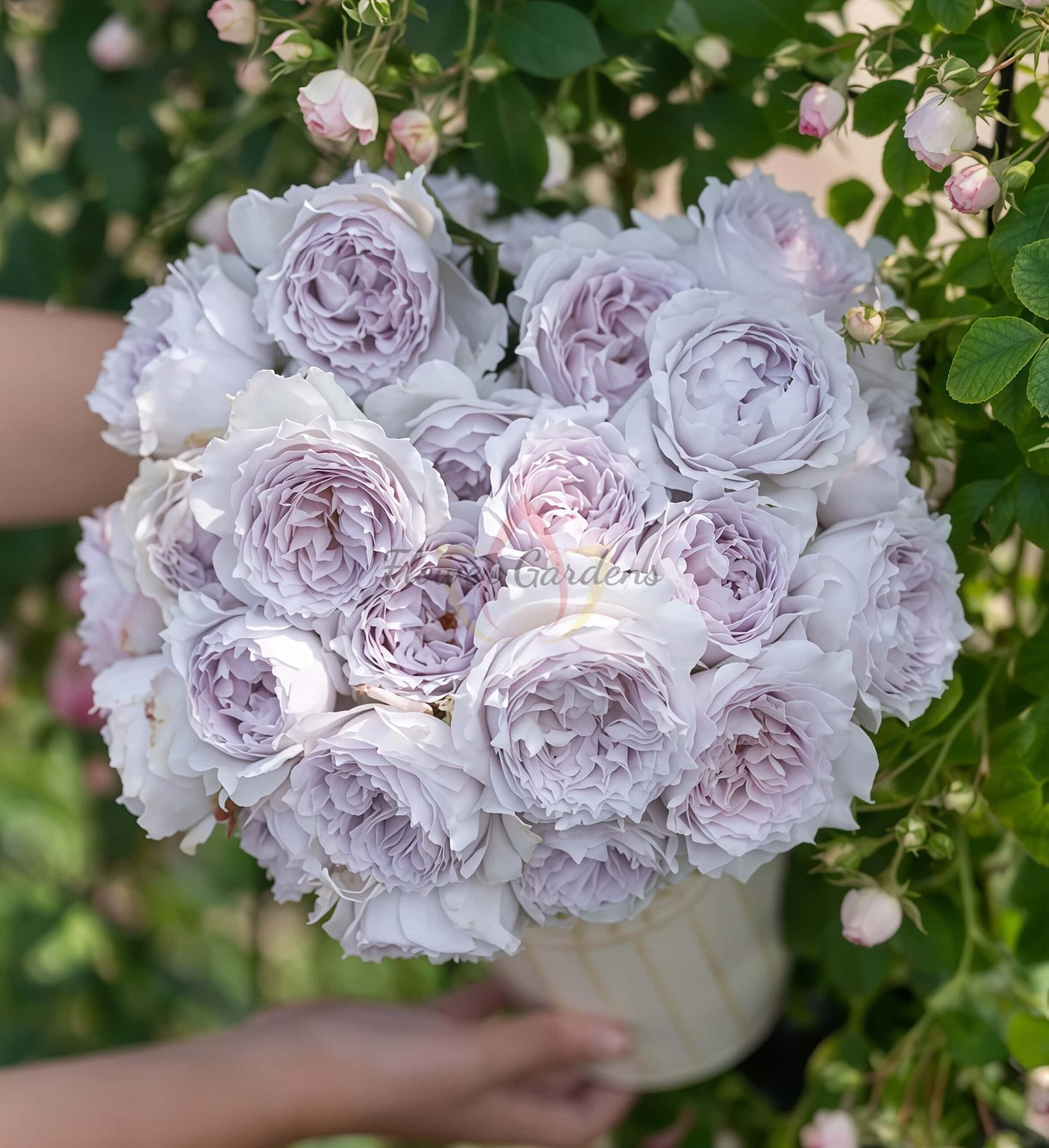Kongshan Xinyu Rose丨Flower Gardens