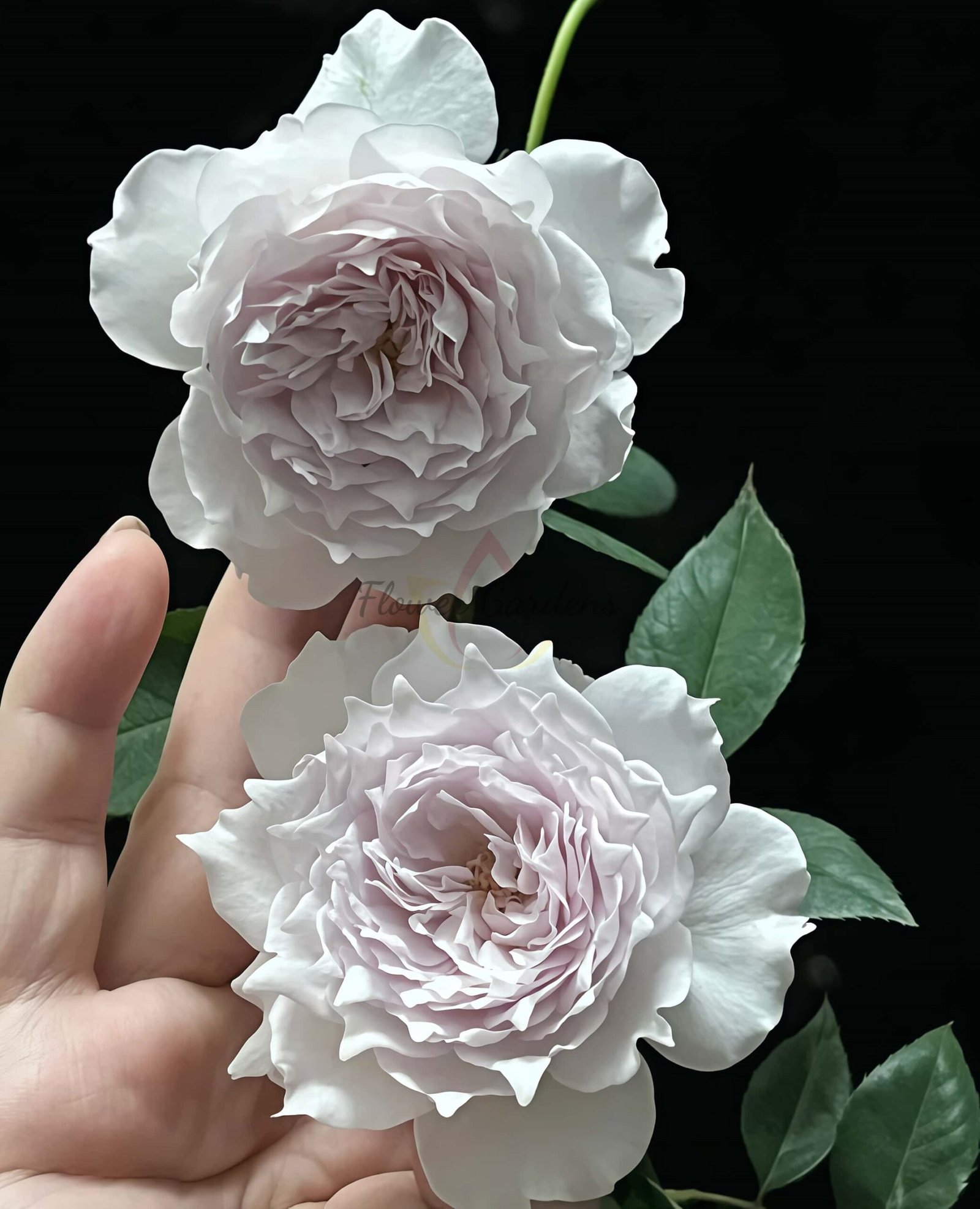 Kongshan Xinyu Rose plant丨Flower Gardens