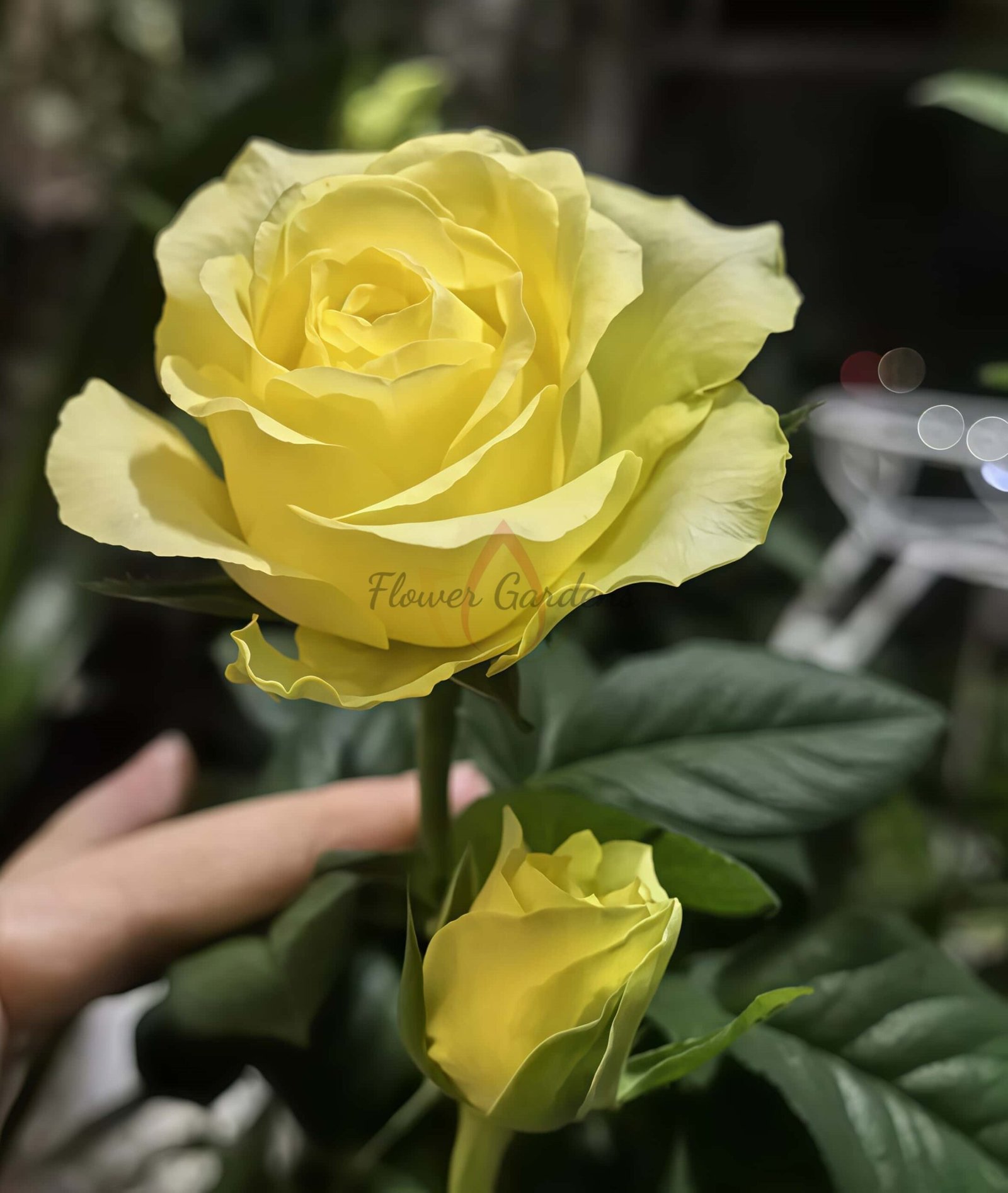 Langmanshatan Rose for sale丨Flower Gardens