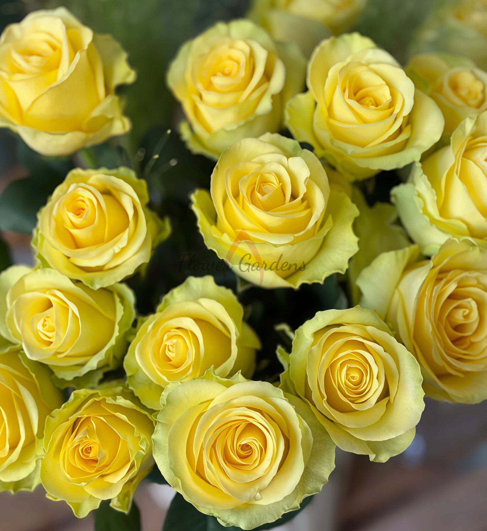 Langmanshatan Rose丨Flower Gardens