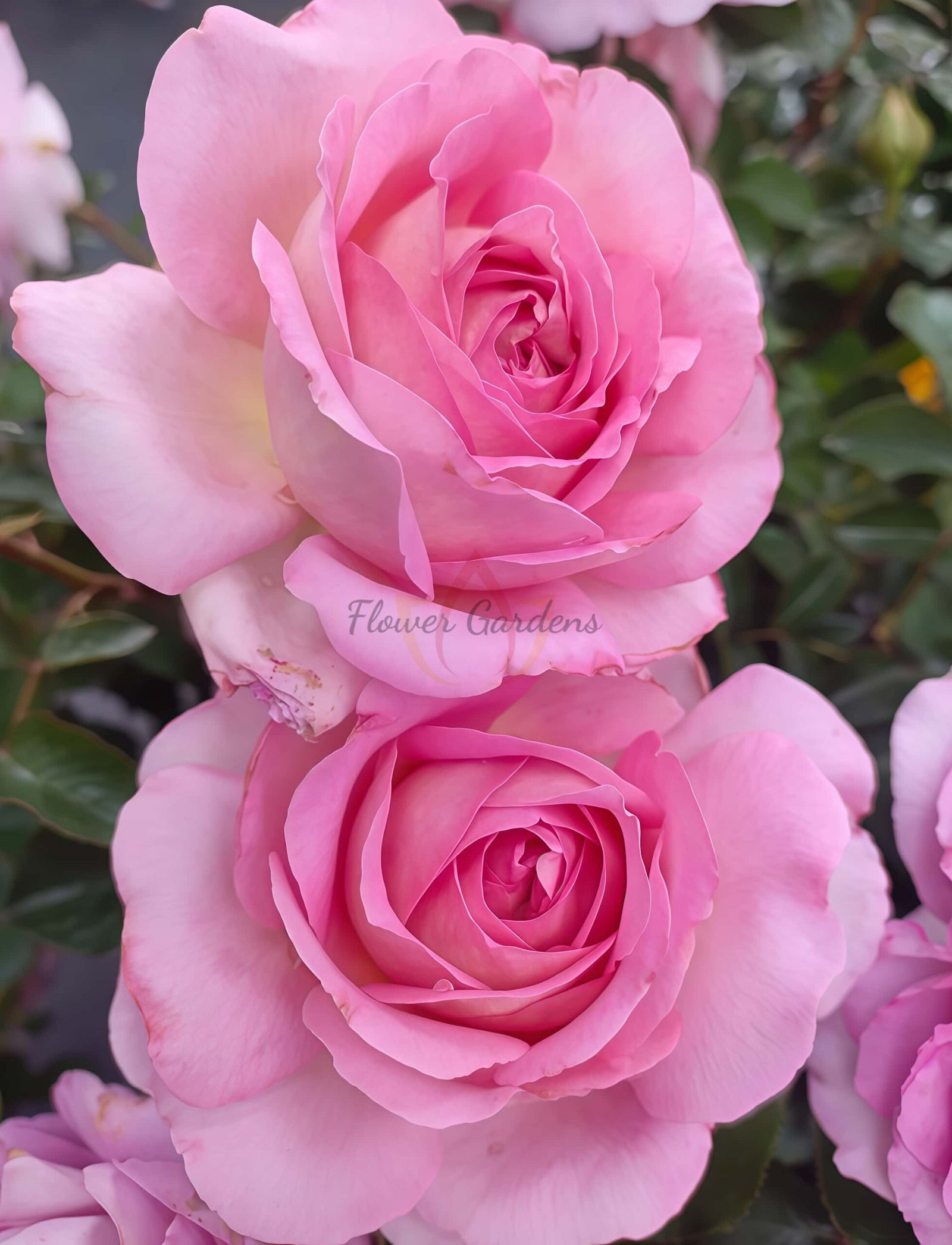 Lanshan Rose for sale丨Flower Gardens