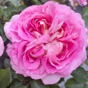 Lanshan Rose丨Flower Gardens