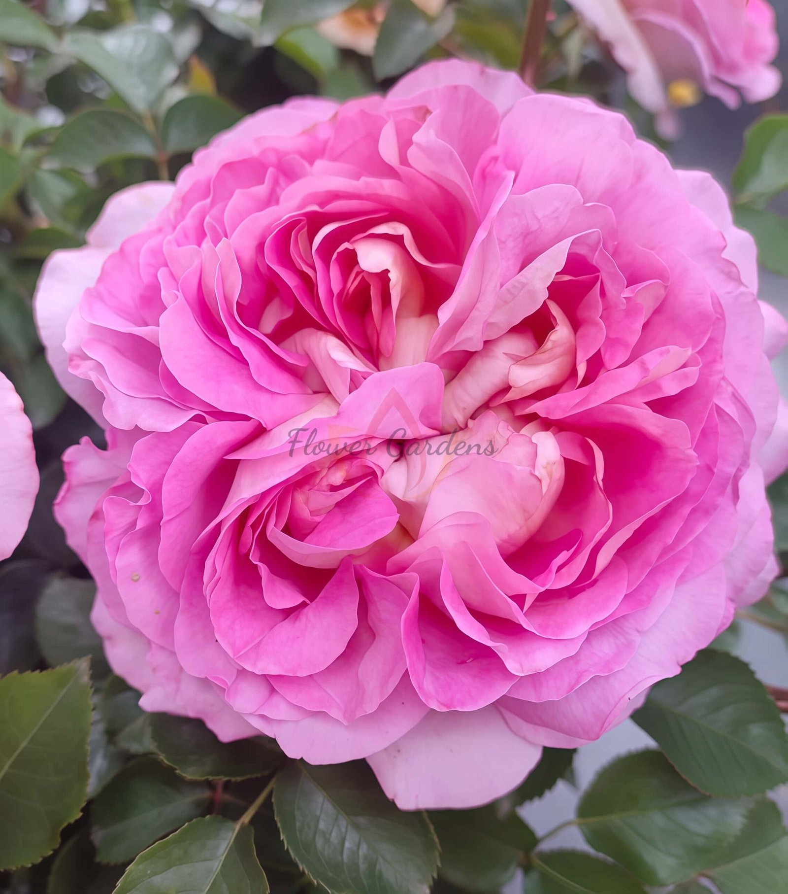 Lanshan Rose丨Flower Gardens