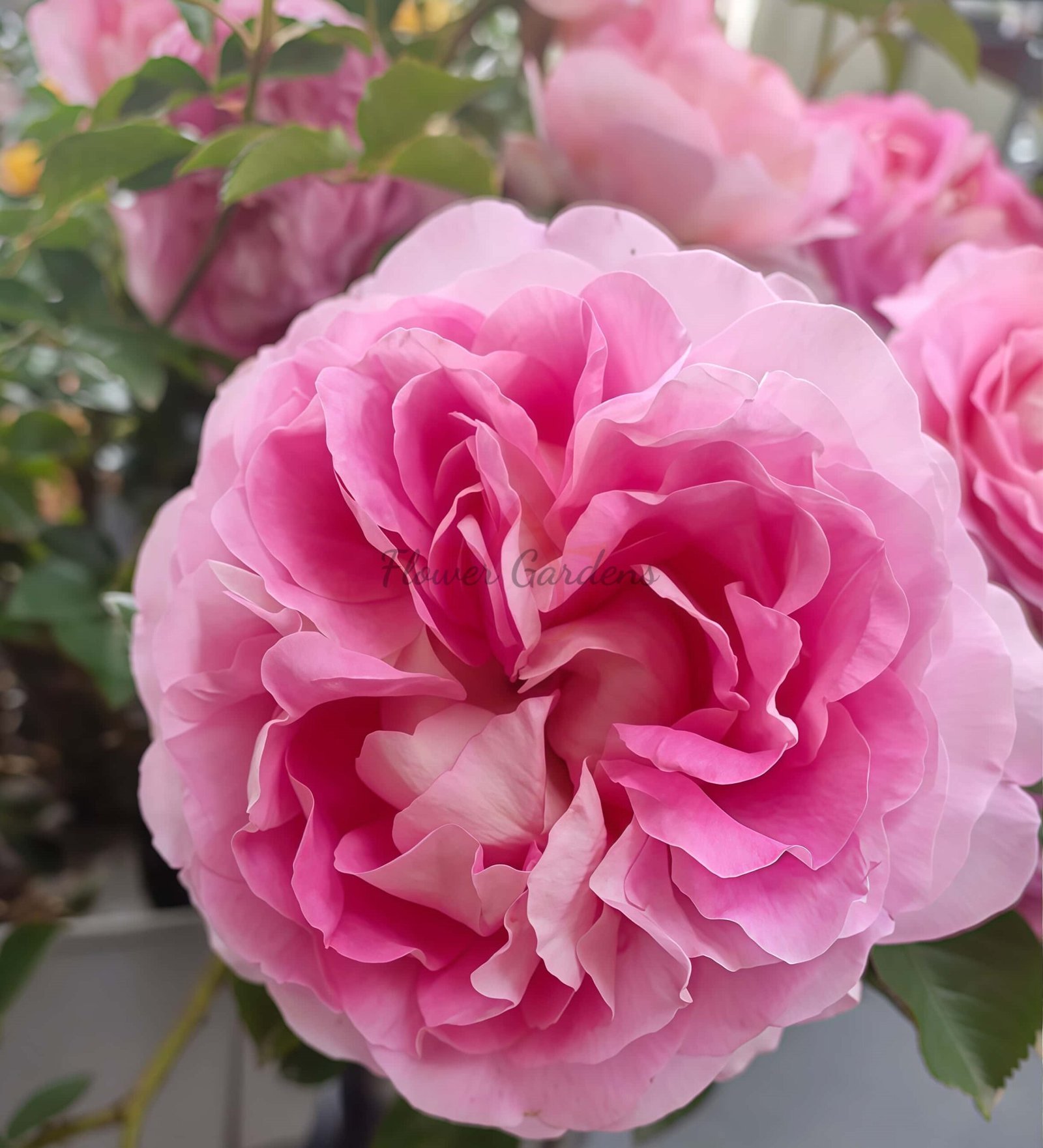 Lanshan Rose plant丨Flower Gardens