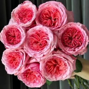 Laurent Cabrol Rose丨Flower Gardens