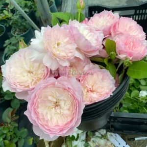 Le Rire Rose丨Flower Gardens