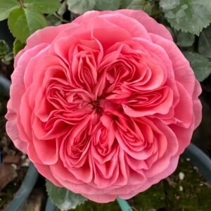 Life Rose丨Flower Gardens