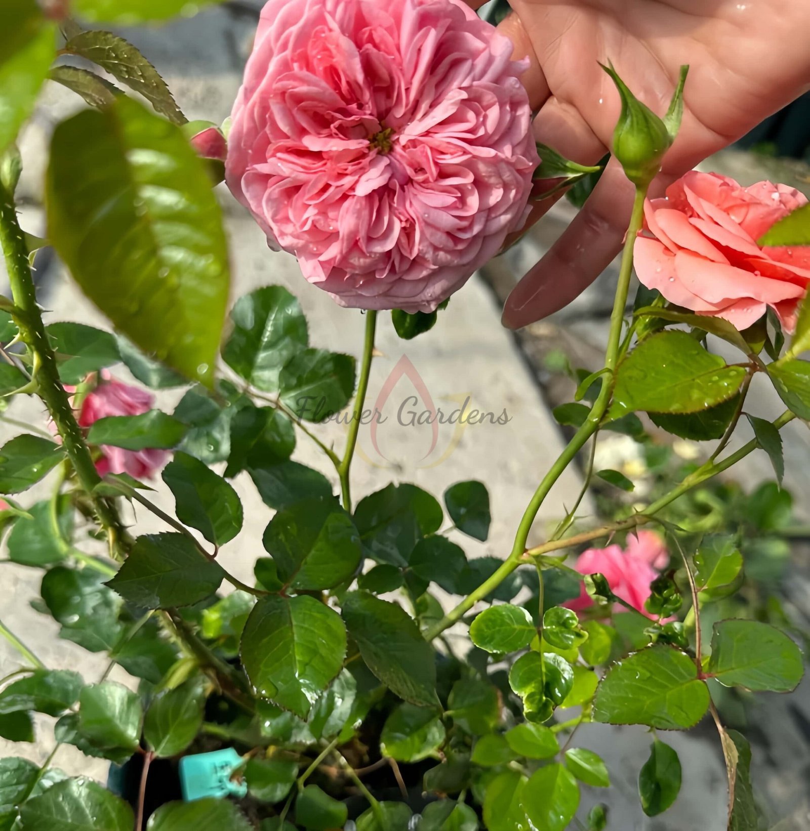 Life Rose丨Flower Gardens