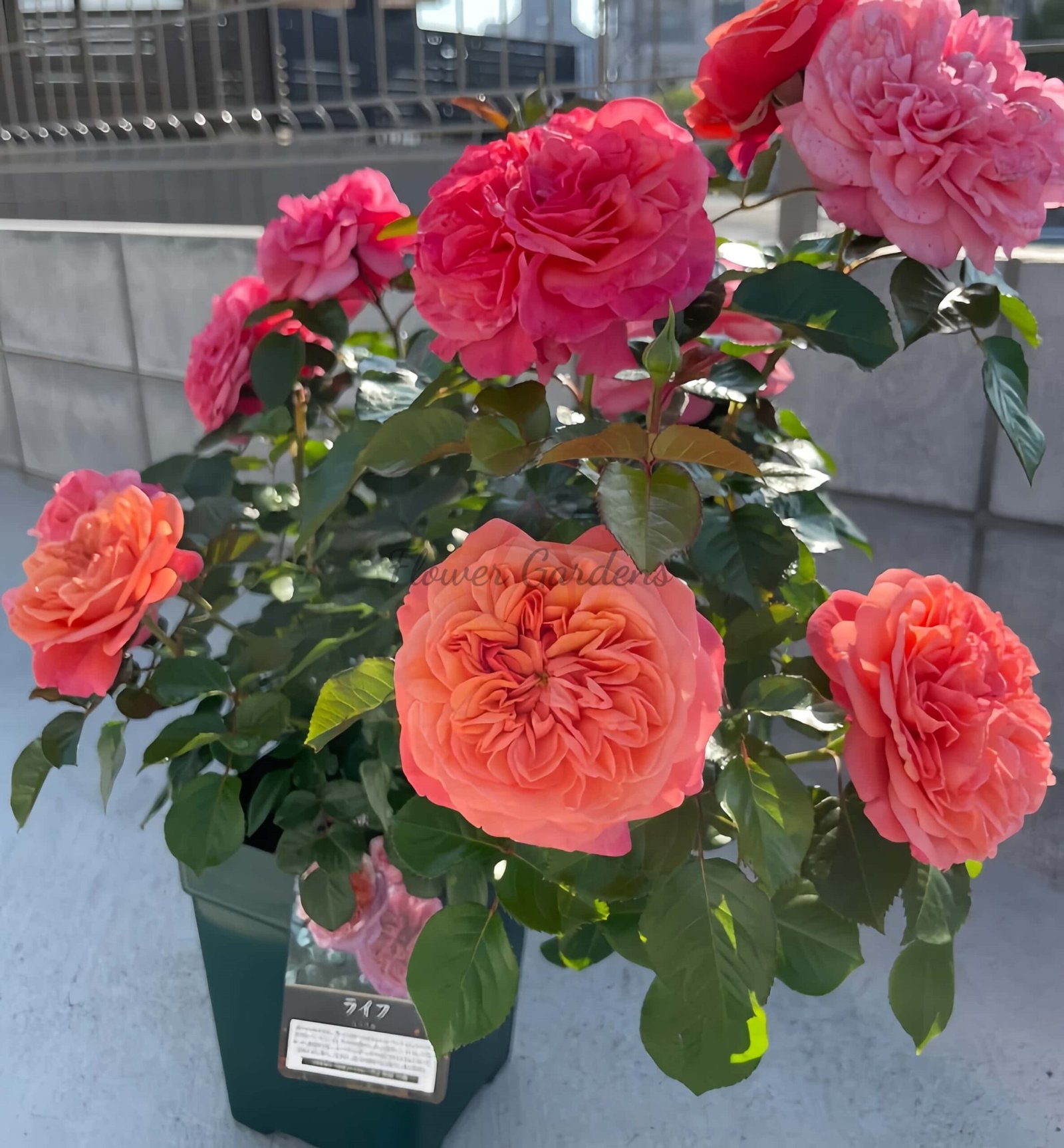 Life Rose plant丨Flower Gardens