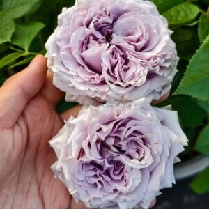 Lilienthal Rose plant丨Flower Gardens