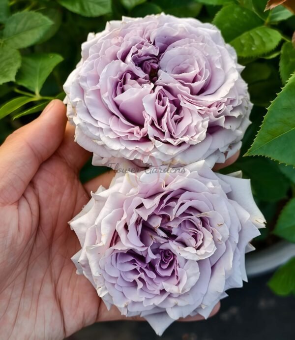 Lilienthal Rose plant丨Flower Gardens