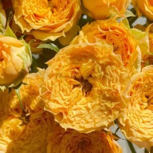 Limasol Rose丨Flower Gardens