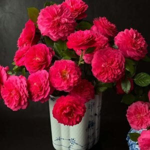 Liuhua qiuwu Rose丨Flower Gardens