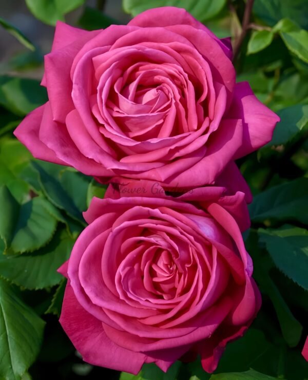 Lolita Lempicka Rose丨Flower Gardens