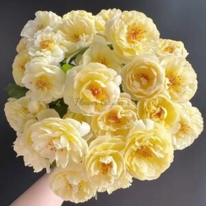 Luciole Rose for sale丨Flower Gardens