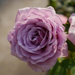 Luxury Nove Rose plant丨Flower Gardens