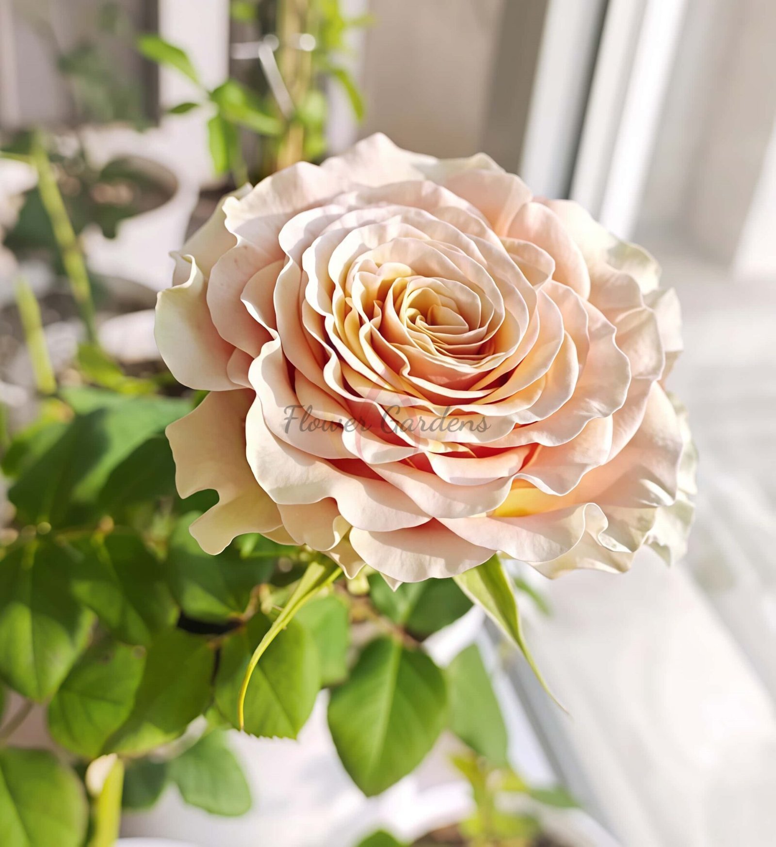 Rose Mapula Mabella Rose Plant|玛贝拉/猛犸