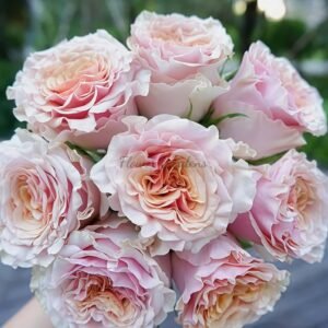 Mabella Rose plant丨Flower Gardens