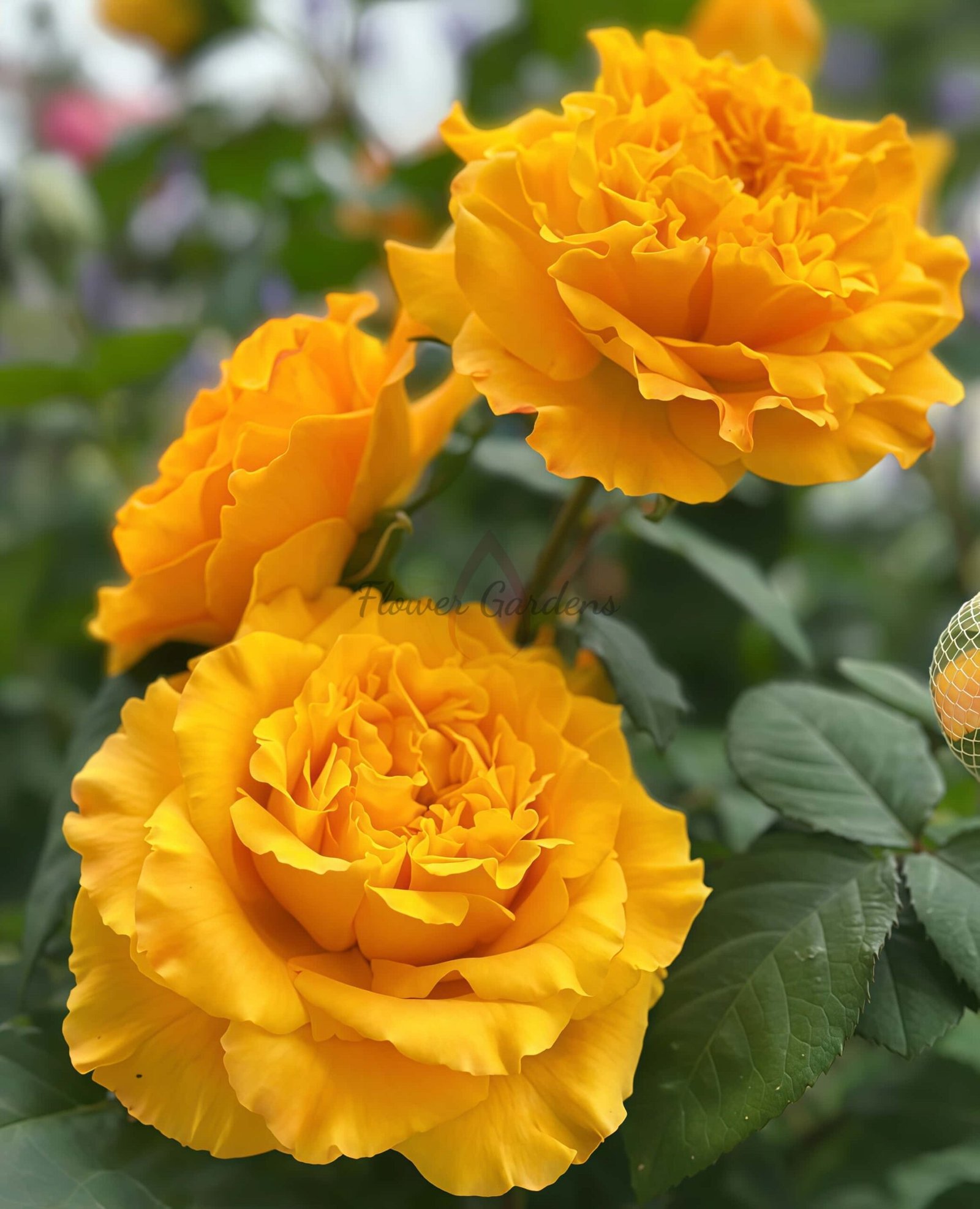 Mango Lieber Rose丨Flower Gardens