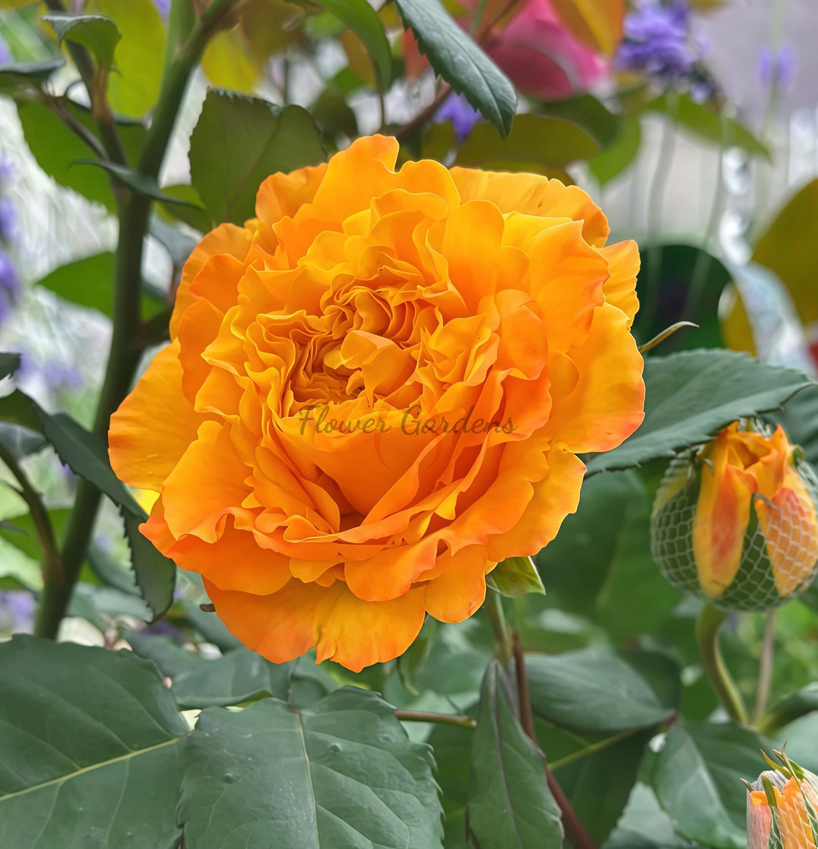Mango Lieber Rose for sale丨Flower Gardens