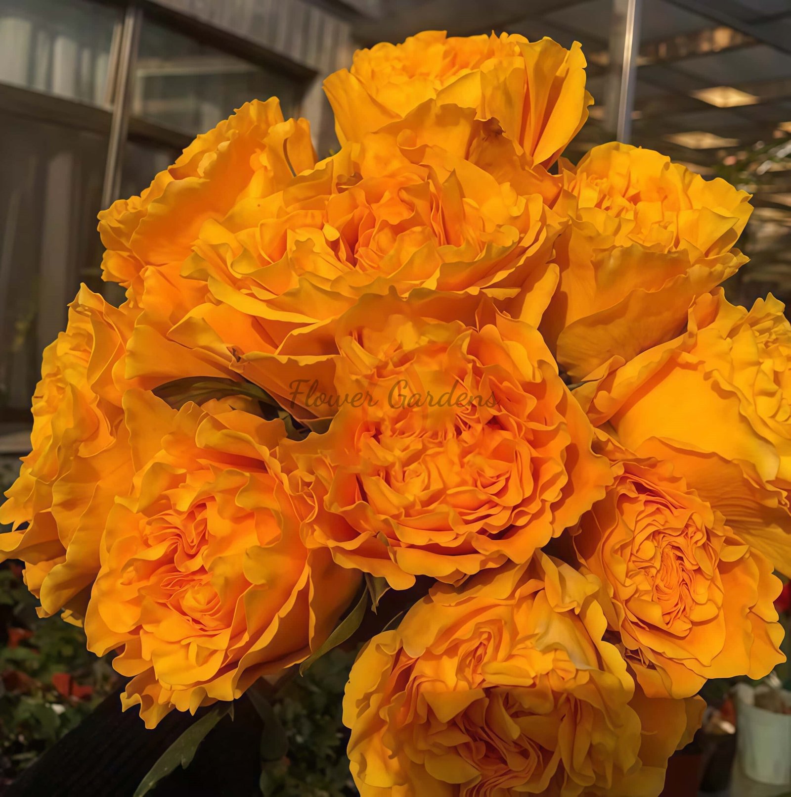 Mango Lieber Rose丨Flower Gardens