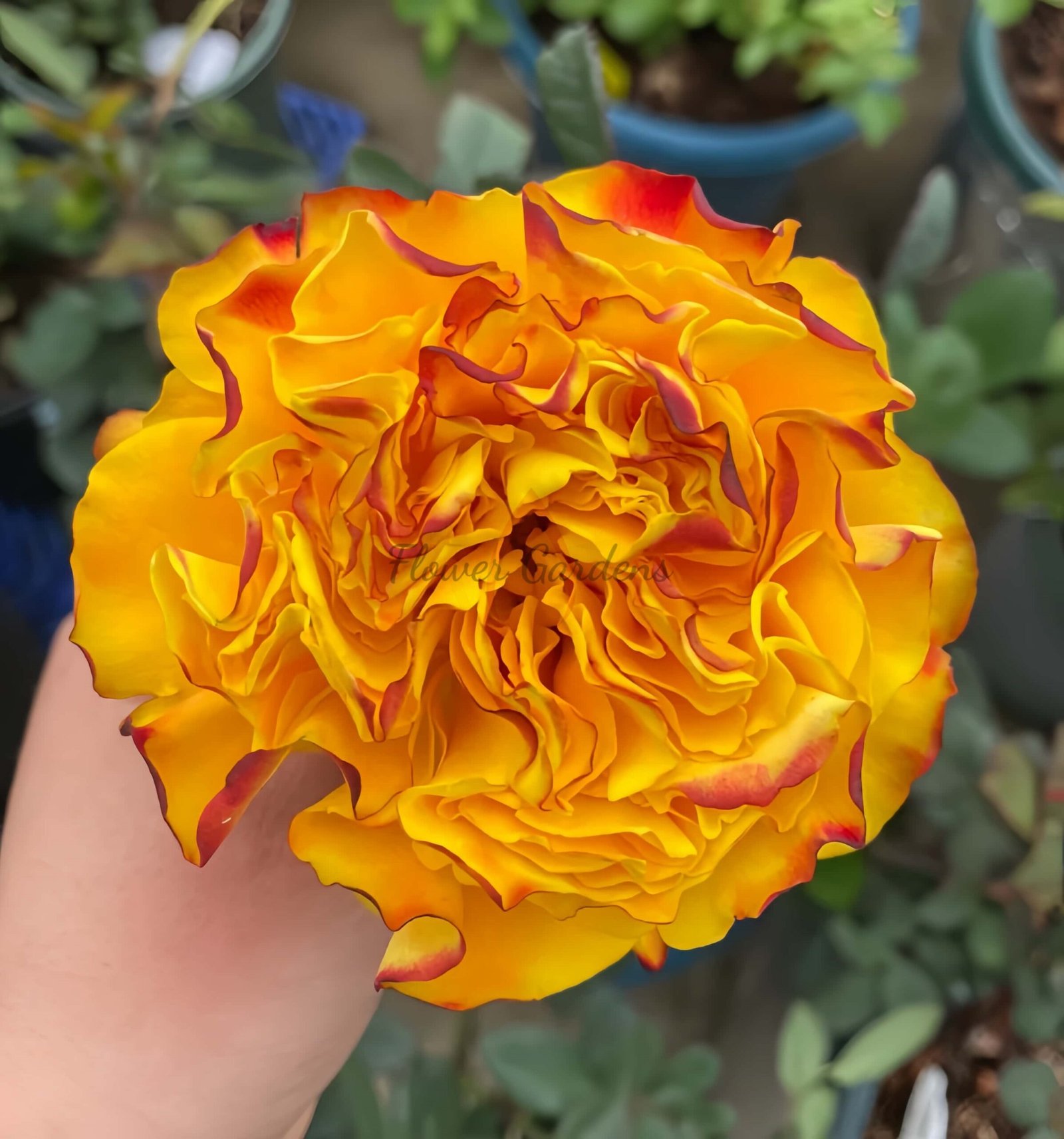 Mango Lieber Rose plant丨Flower Gardens