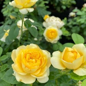 Mars King Terrazza Rose for sale丨Flower Gardens