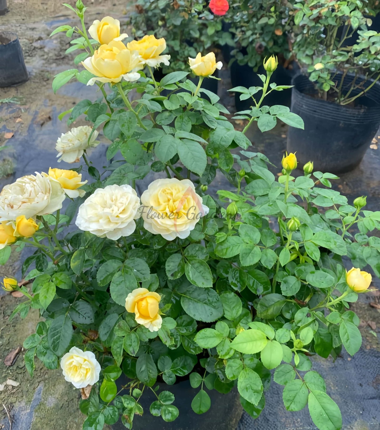 Mars King Terrazza Rose丨Flower Gardens