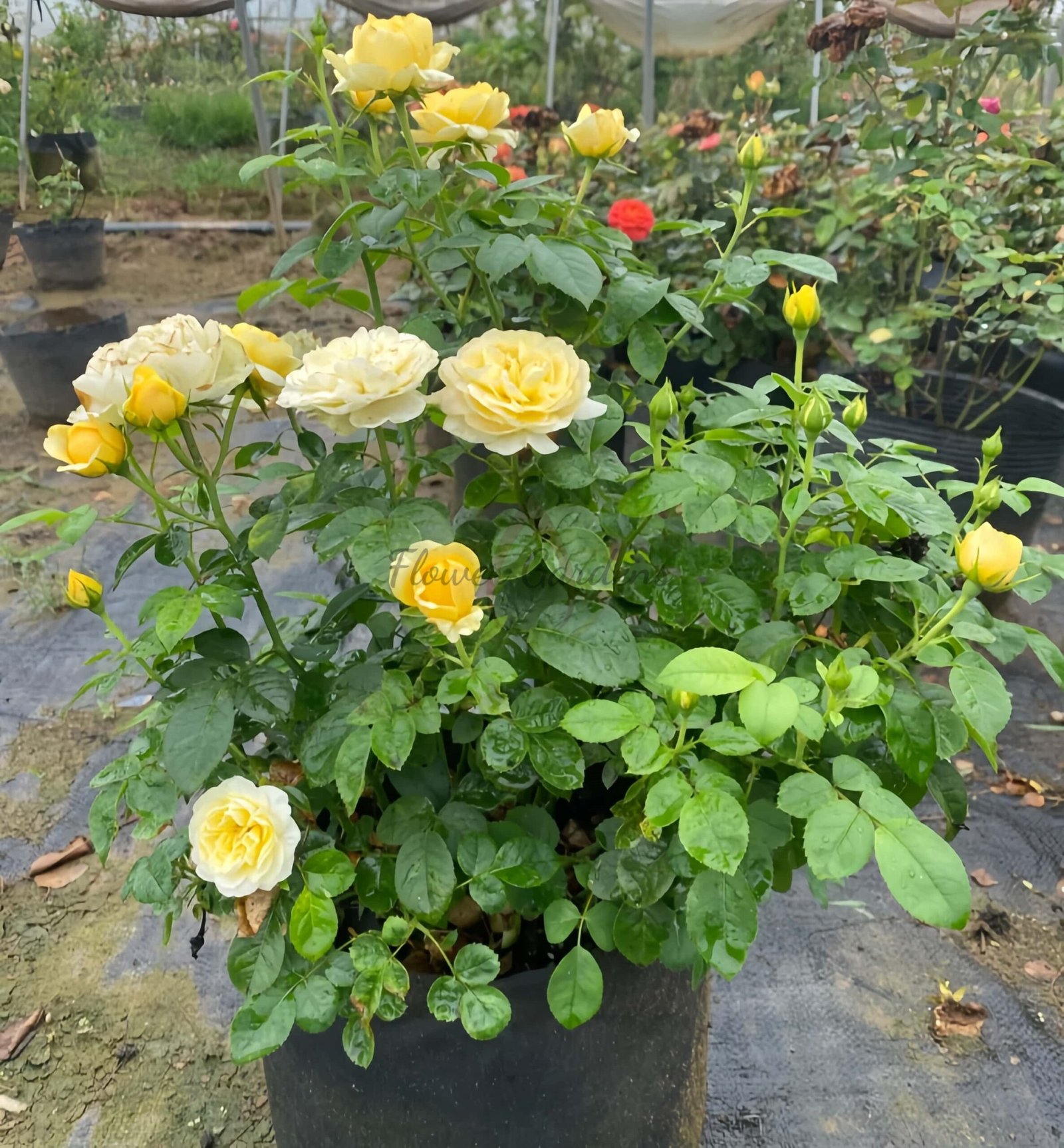 Mars King Terrazza Rose plant丨Flower Gardens