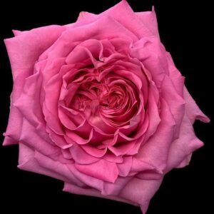 Martina BB Rose plant丨Flower Gardens