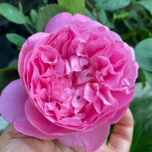 Mary Rose plant丨Flower Gardens